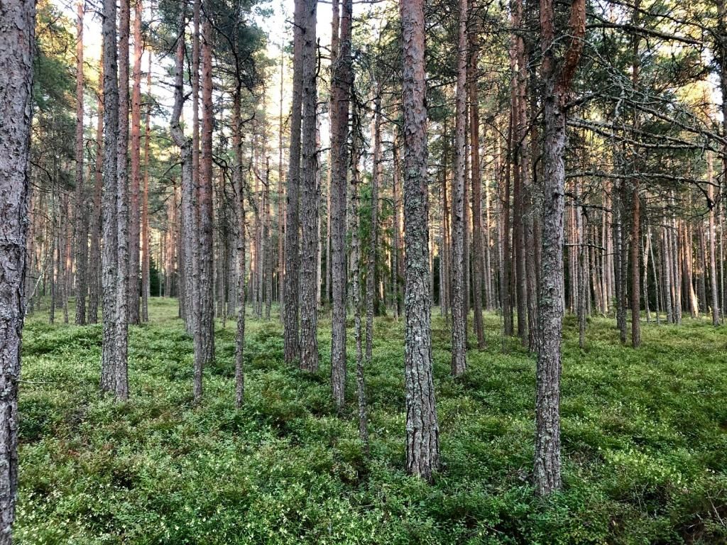 Дома для отпуска Veela Metsamaja Ноароотси-46